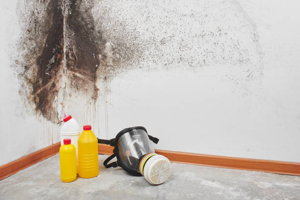 Best Fast Mold Removal  in Fortuna, CA