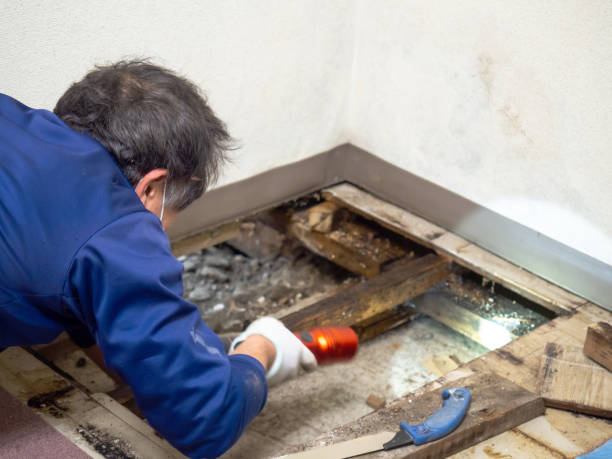 Best Emergency Mold Removal  in Fortuna, CA