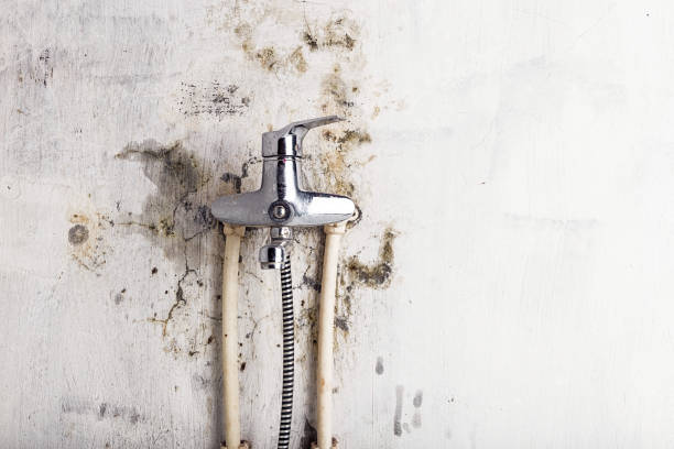 Best Professional Mold Removal  in Fortuna, CA