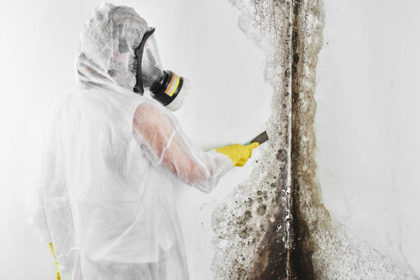 Best Mold Testing  in Fortuna, CA