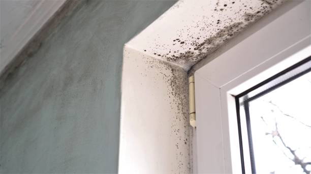 Best Commercial Mold Removal  in Fortuna, CA