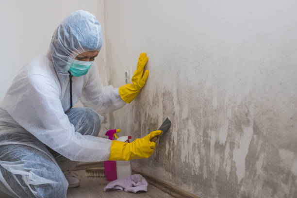Best Local Mold Removal Service  in Fortuna, CA