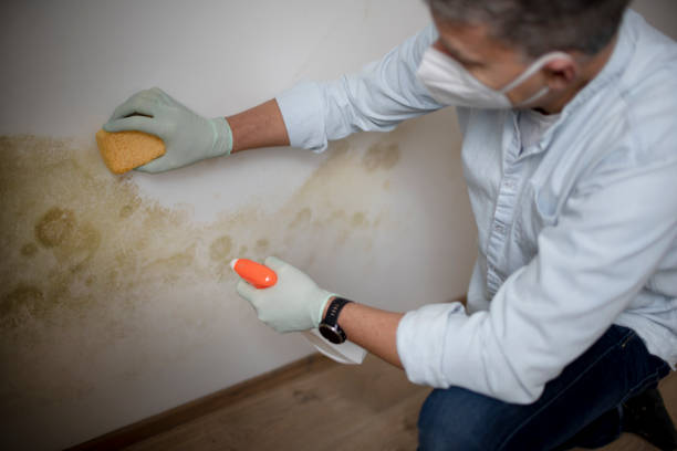 Best Black Mold Removal  in Fortuna, CA
