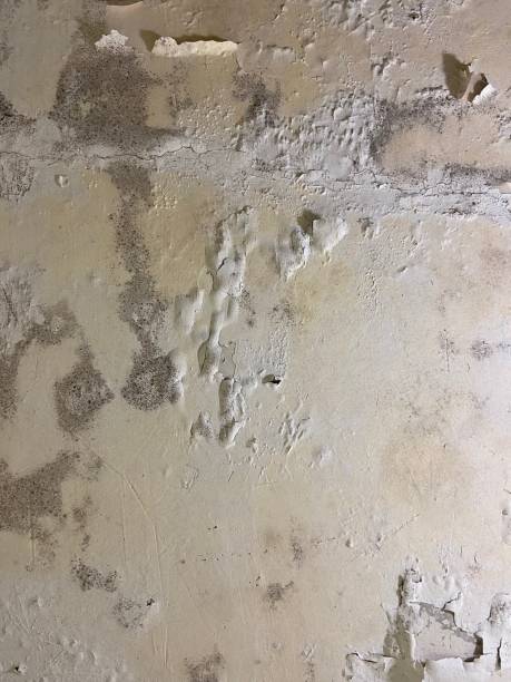 Best Emergency Mold Removal  in Fortuna, CA