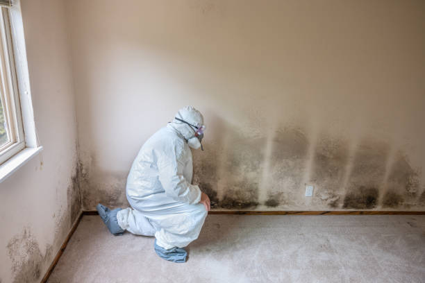 Best Mold Removal Company Near Me  in Fortuna, CA