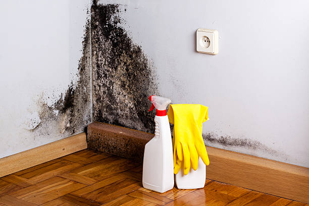Best Toxic Mold Removal  in Fortuna, CA
