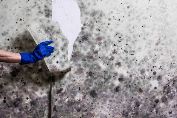 Best Attic Mold Removal  in Fortuna, CA
