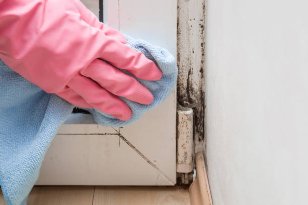 Best Water Damage Restoration  in Fortuna, CA