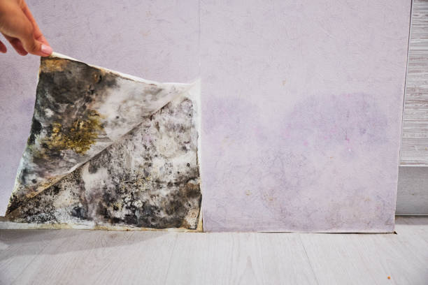 Best Mold Removal Process  in Fortuna, CA